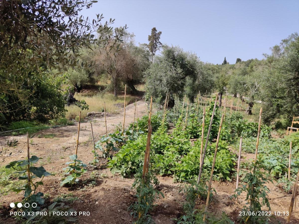 Neochorakion Corfu Oasis Studio מראה חיצוני תמונה